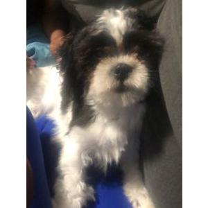 Image of XOEY, Lost Dog