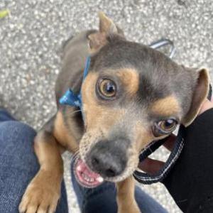 Image of Silver, Lost Dog