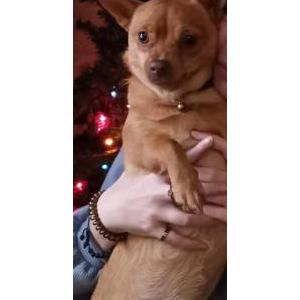 Image of Nessa maybe unknown, Lost Dog