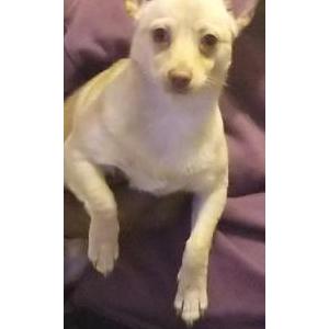 Lost Dog Aj