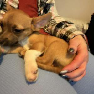 Image of Little Boy, Lost Dog