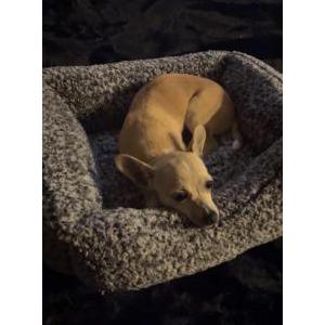 Image of Baby, Lost Dog