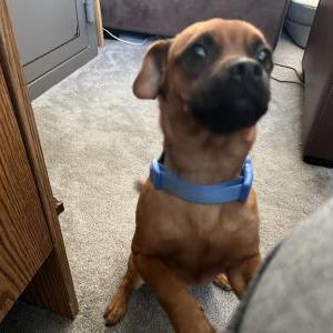 Lost 1 Zoey (California)