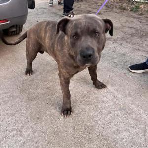 Image of Unknown, Found Dog