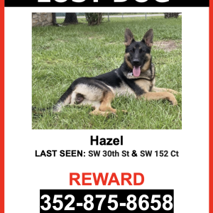 Image of Hazel, Lost Dog