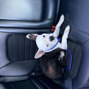 Image of Unknown, Found Dog