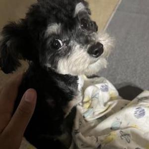 Image of Caish, Lost Dog