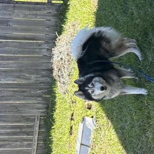 Found Dog Max & neo