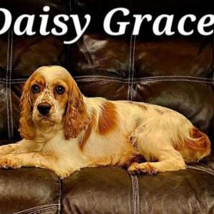 Lost 1 Daisy (Alabama)