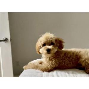 Lost 1 Honey (Florida)