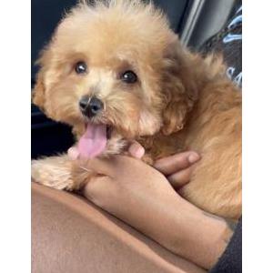 2nd Image of Honey, Lost Dog