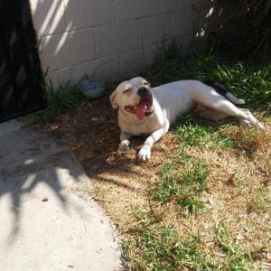 Image of Nala, Lost Dog