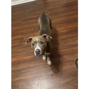 2nd Image of Leo, Lost Dog