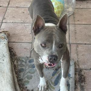 Found Dog unknown