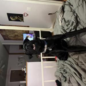 Image of Bear, Lost Dog