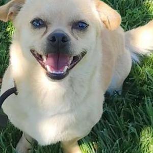 Image of Unknown, Found Dog