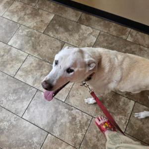 Image of Trouble, Lost Dog