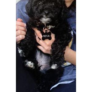 Image of Freyja, Lost Dog