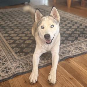 Image of Unknown, Found Dog