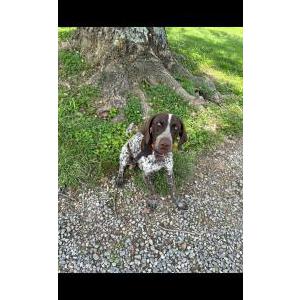 Image of Scooby, Lost Dog