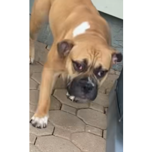 Image of Unknown, Found Dog