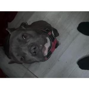 Lost Dog Lulu