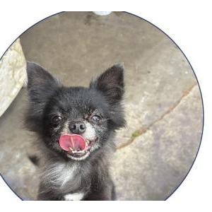 Image of Baby, Lost Dog