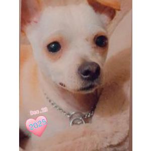 Lost Dog Pikachu