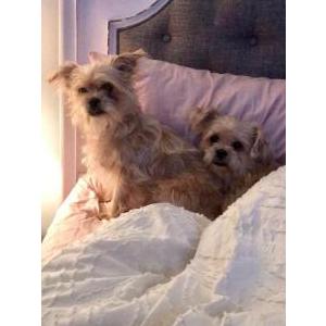 Image of Caramel, Lost Dog