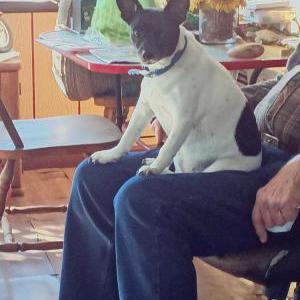 Image of Oreo, Lost Dog