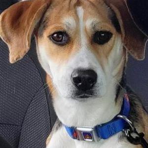 Lost Dog Skye