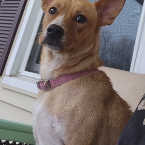 Image of Dude Dawg, Lost Dog