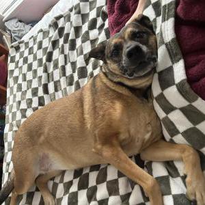 Image of PARIS, Lost Dog