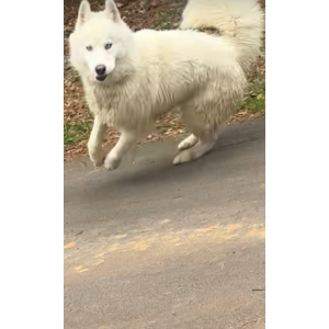 Image of Unknown, Found Dog