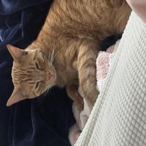 Image of Potato, Lost Cat