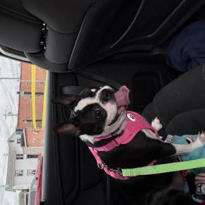 Image of Daisey, Lost Dog