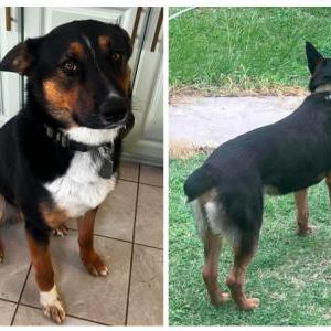 Image of Jax, Lost Dog