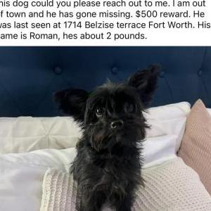 Image of Roman, Lost Dog