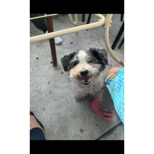 Lost Dog Oreo