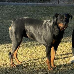 Lost Dog Wrigley