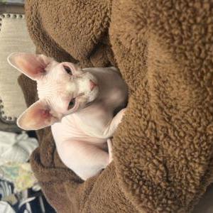 Image of Athena, Lost Cat