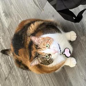 Lost Cat Jupiter