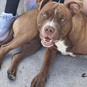 Image of unknown, Found Dog