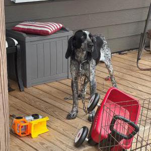 Found Dog Unknown