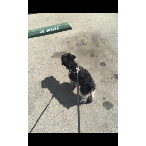 Image of Shiloh Hessick, Lost Dog