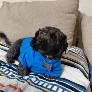 Lost Dog Wilbur