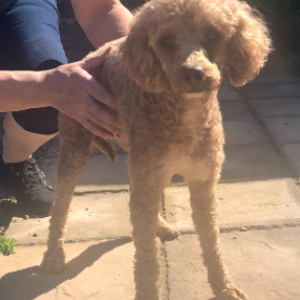 Image of Unknown, Found Dog