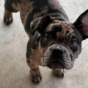 Image of Keisha, Lost Dog