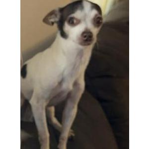 Lost Dog Bandit