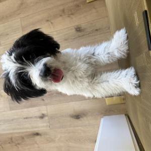 Image of Unknown, Found Dog